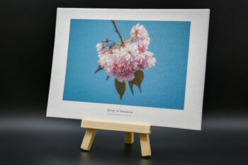 Cherry blossom in Vancouver